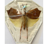 Leaf hopper sp.6 (Malaysia)